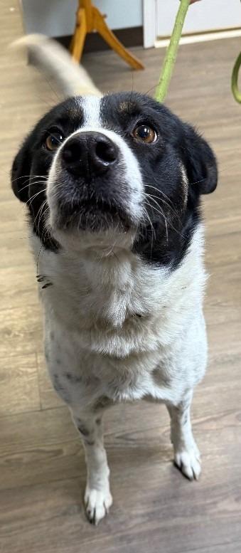 Enlarge Daisy, a Adoptable Cattle Dog in Greencastle, IN image 1/1