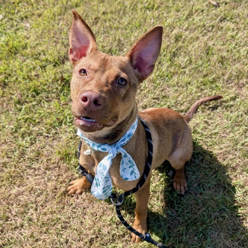 Roux (Gumbo), a Adoptable German Shepherd Dog in Napa, CA image 1/6