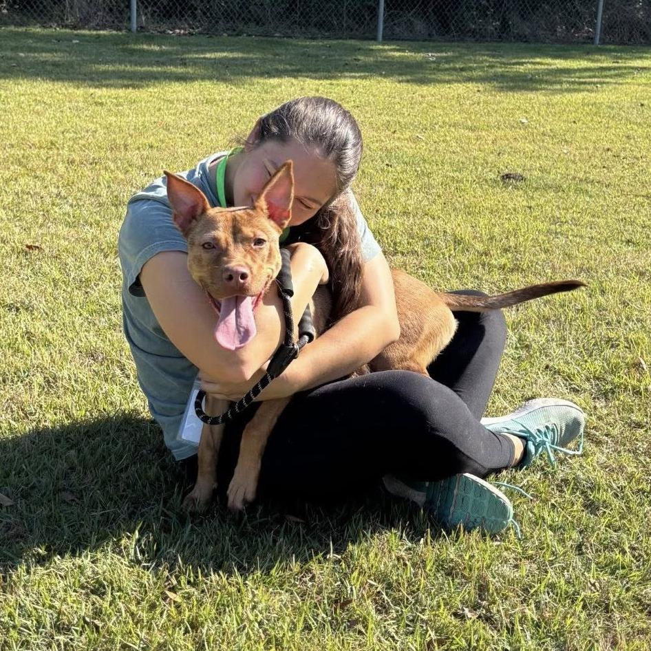 Roux (Gumbo), a Adoptable German Shepherd Dog in Napa, CA image 2/6