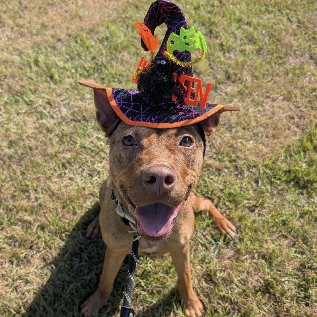 Roux (Gumbo), a Adoptable German Shepherd Dog in Napa, CA image 5/6