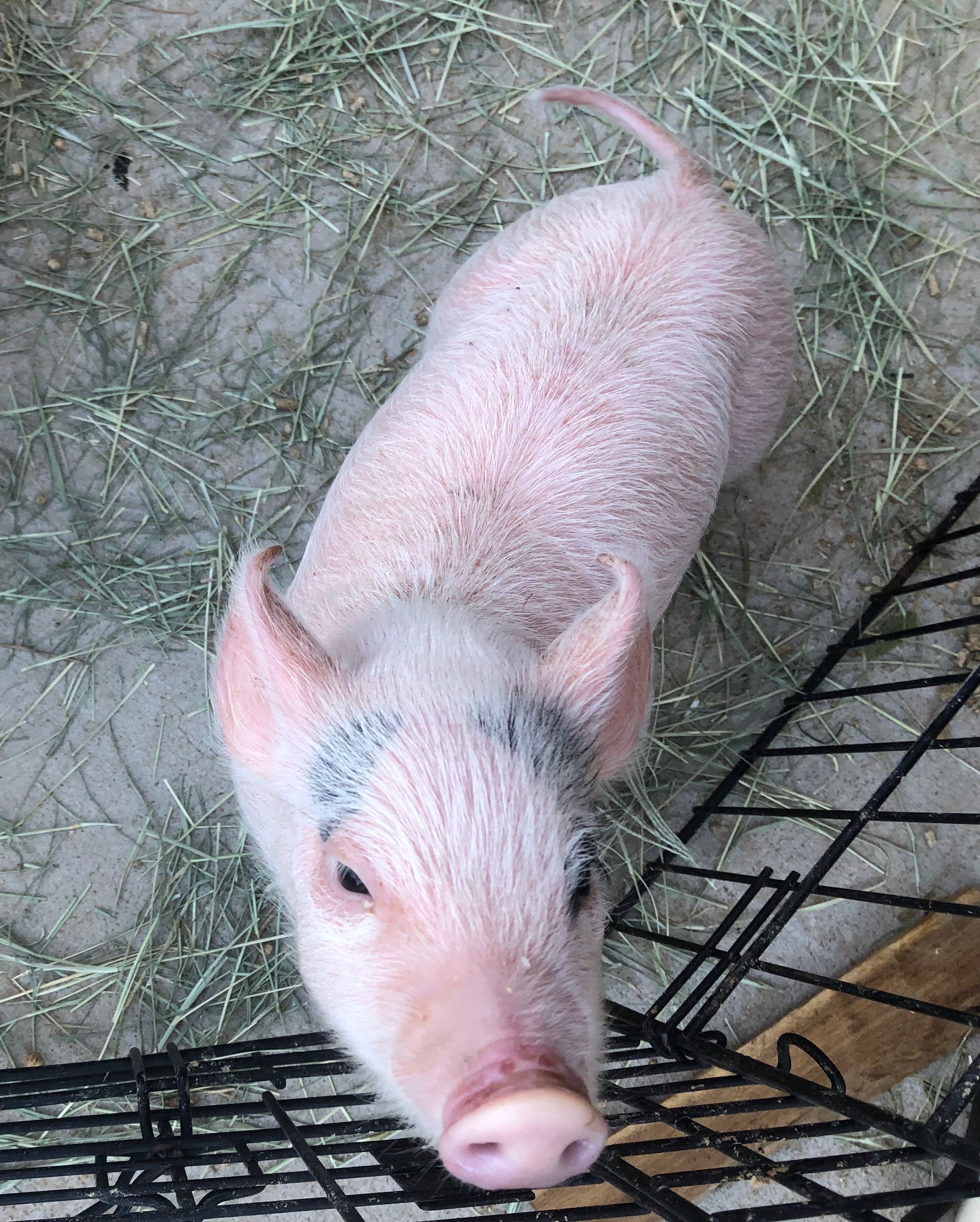 TUPIG & EINSWINE photo 2