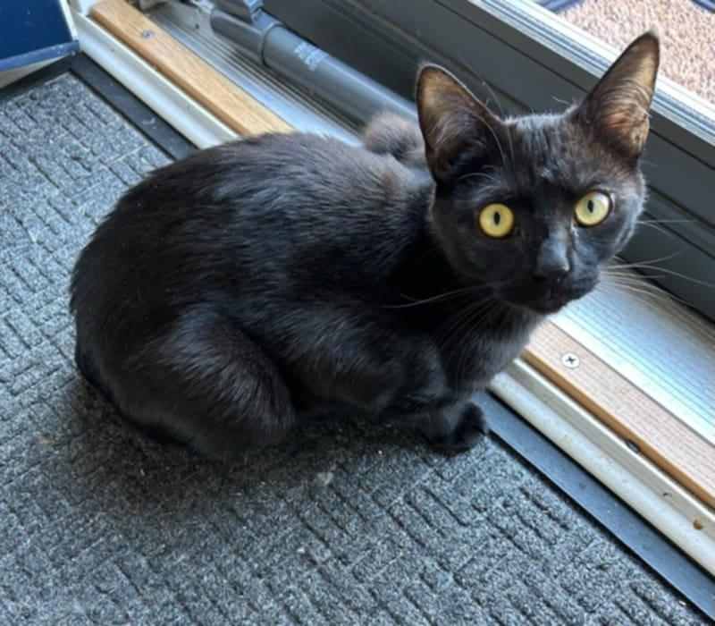 Bonnie AND Minnie, a Adopted Domestic Short Hair in Gonic, NH image 1/3