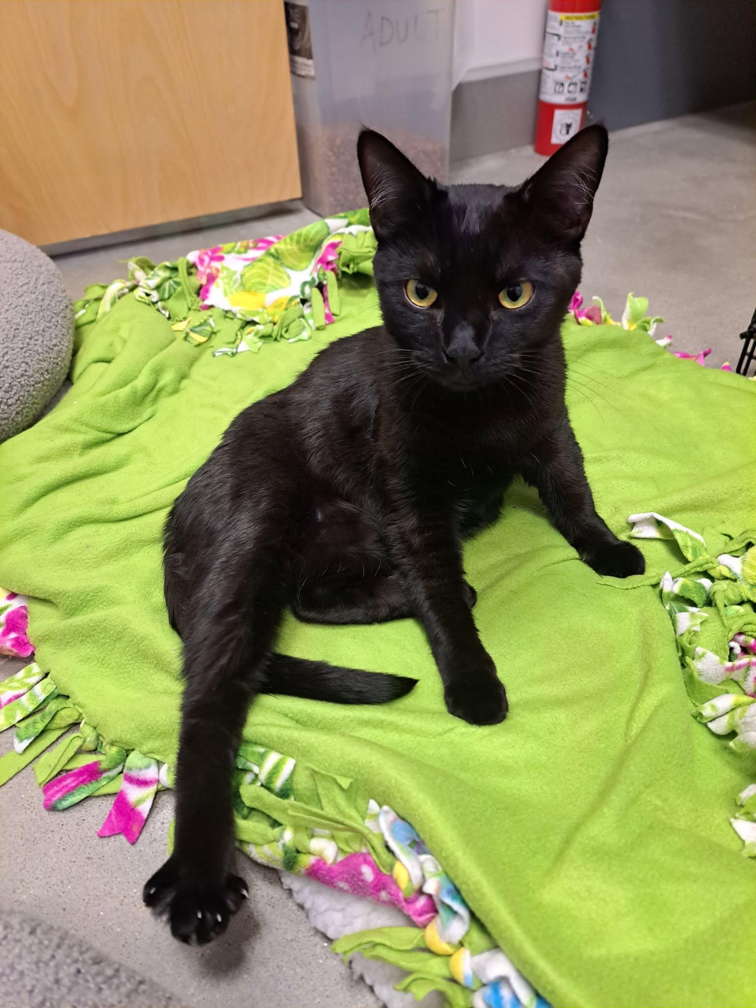 Bonnie AND Minnie, a Adopted Domestic Short Hair in Gonic, NH image 2/3