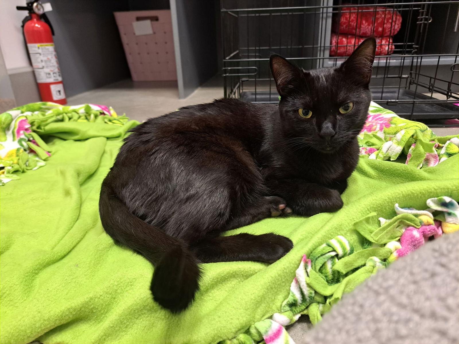 Bonnie AND Minnie, a Adopted Domestic Short Hair in Gonic, NH image 3/3