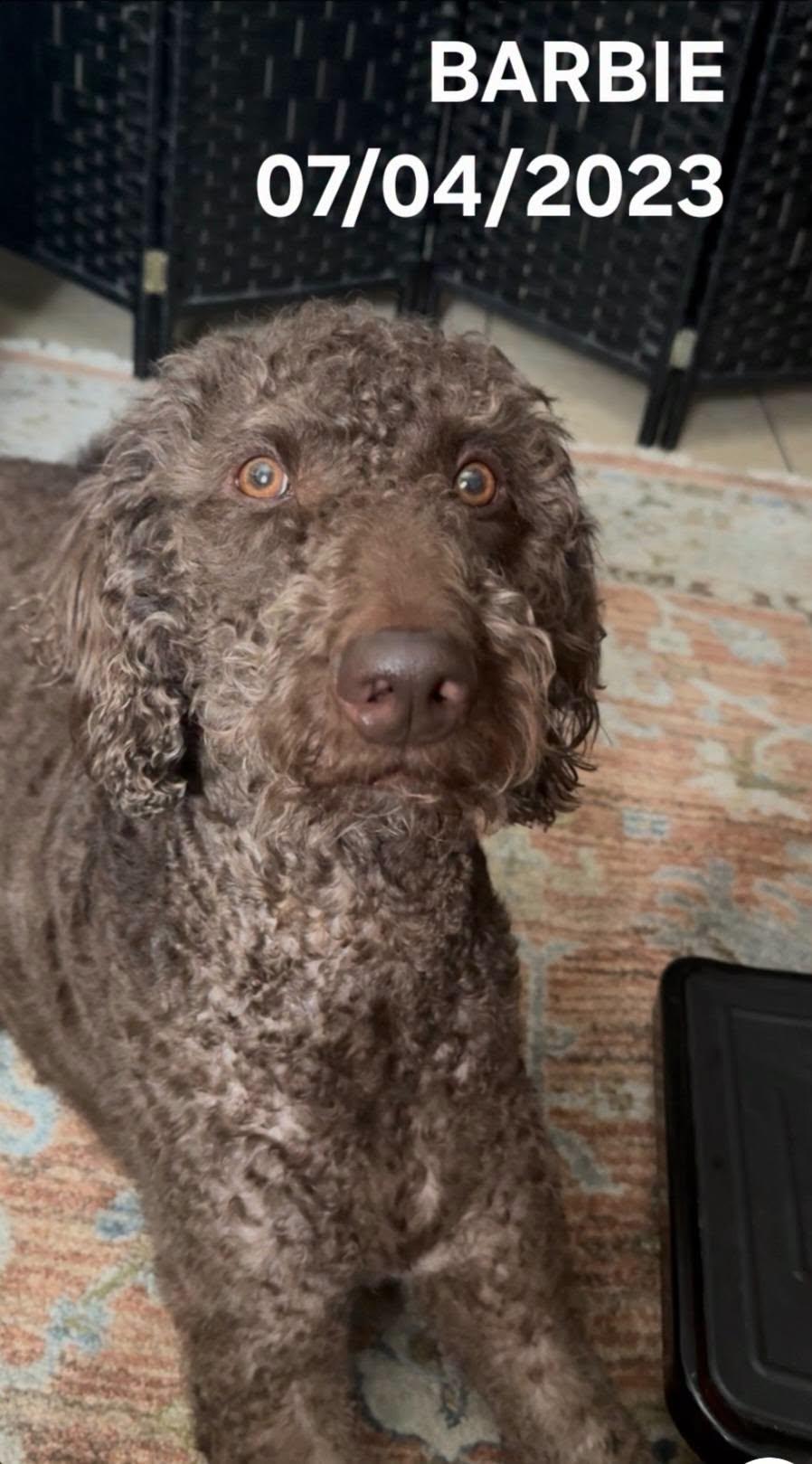 Barbie, a ADOPTABLE Goldendoodle in Salisbury, NC image 1/2