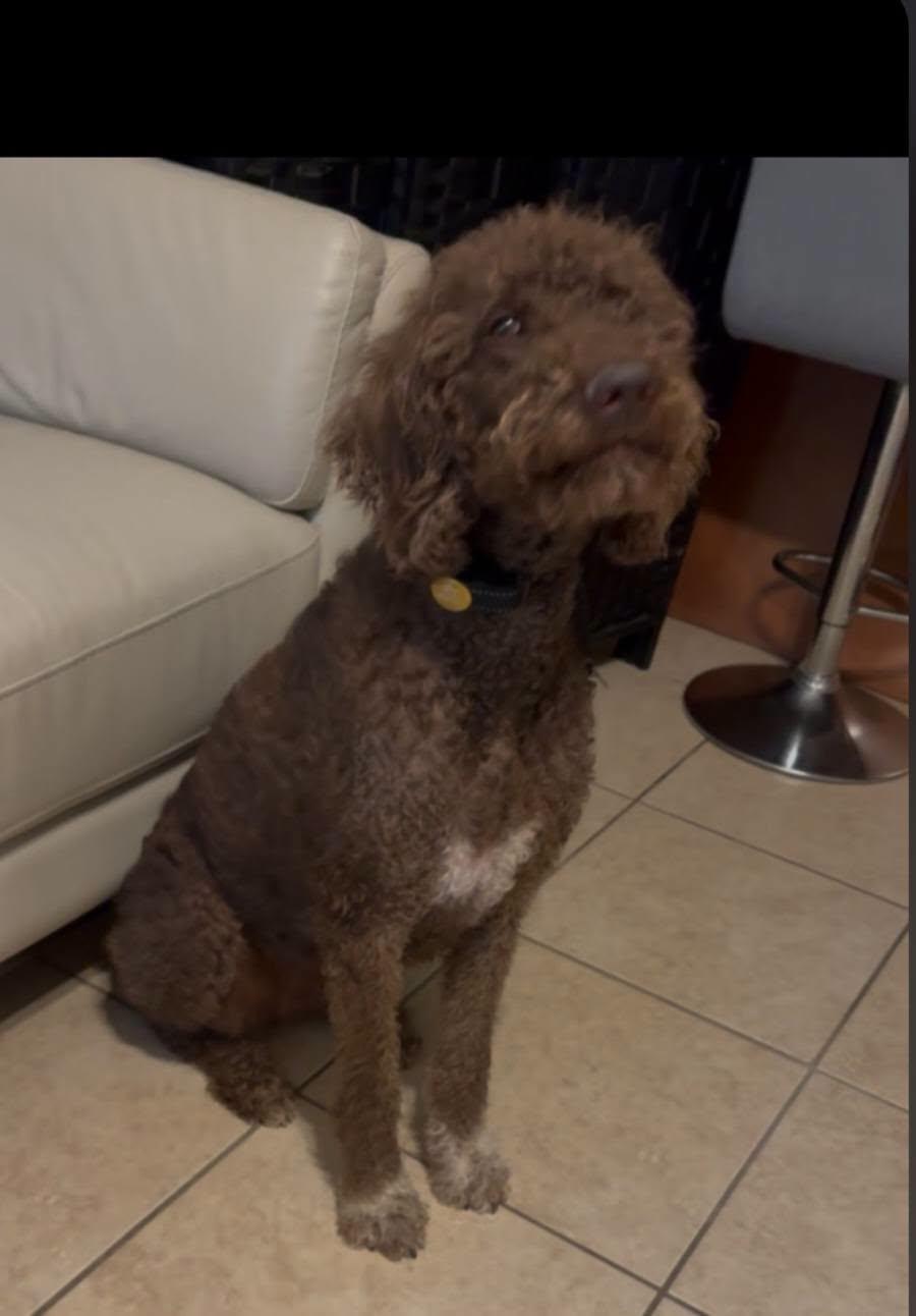 Barbie, a ADOPTABLE Goldendoodle in Salisbury, NC image 2/2