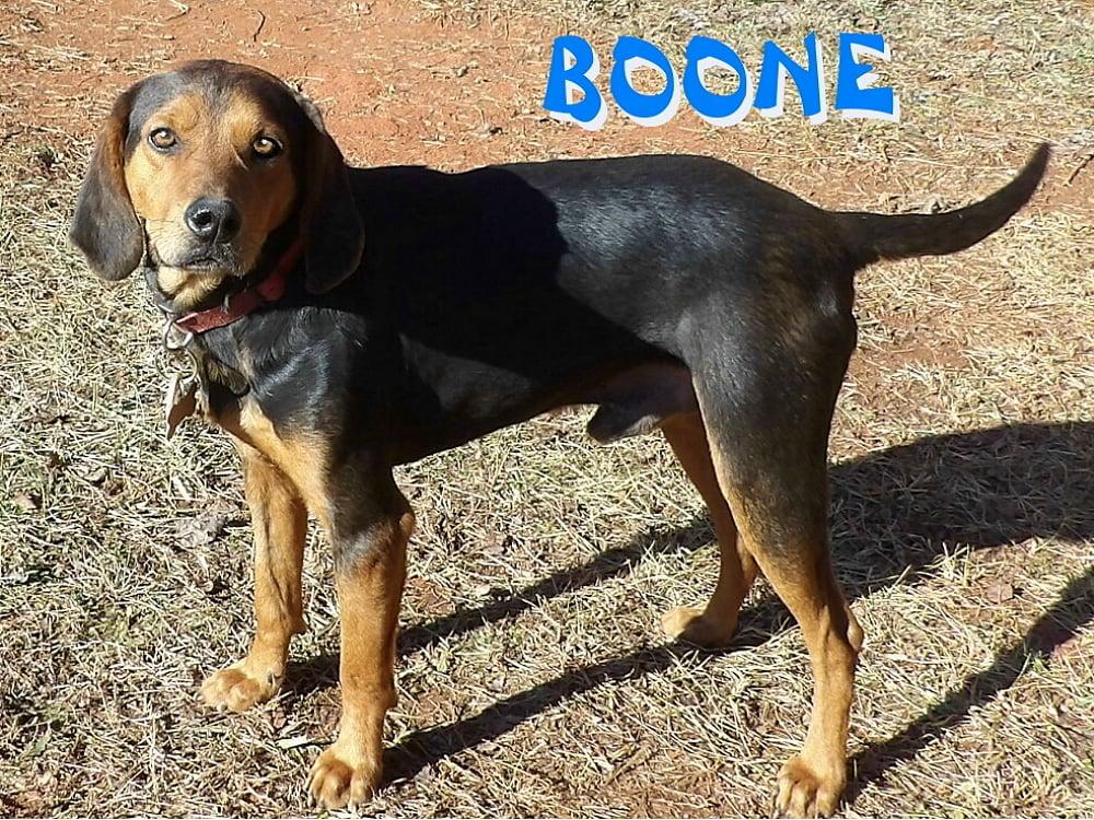 Boone photo 2