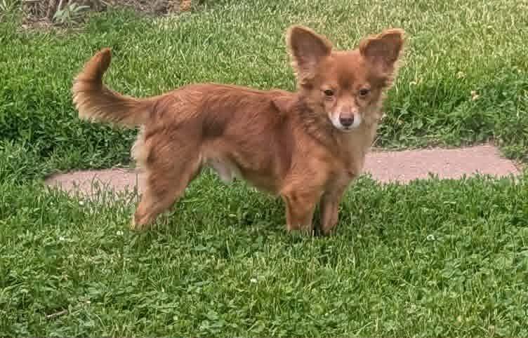 Enlarge Boscoe, a ADOPTABLE mixed breed in Yorkville, IL image 1/5