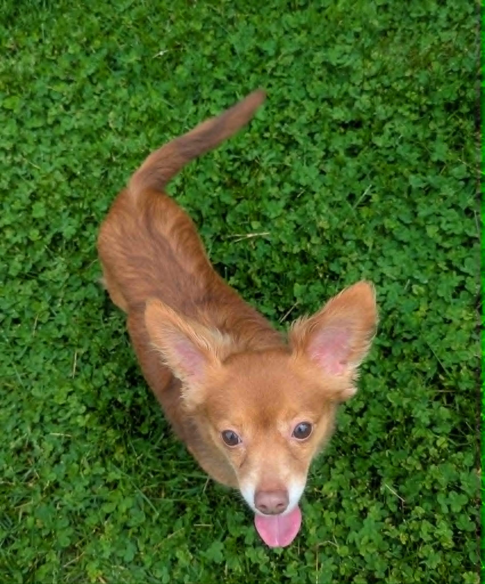 Enlarge Boscoe, a ADOPTABLE mixed breed in Yorkville, IL image 5/5