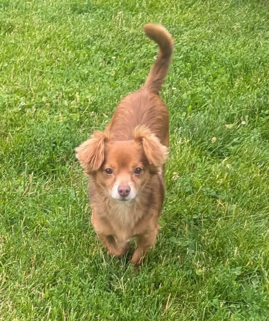 Enlarge Boscoe, a ADOPTABLE mixed breed in Yorkville, IL image 2/5