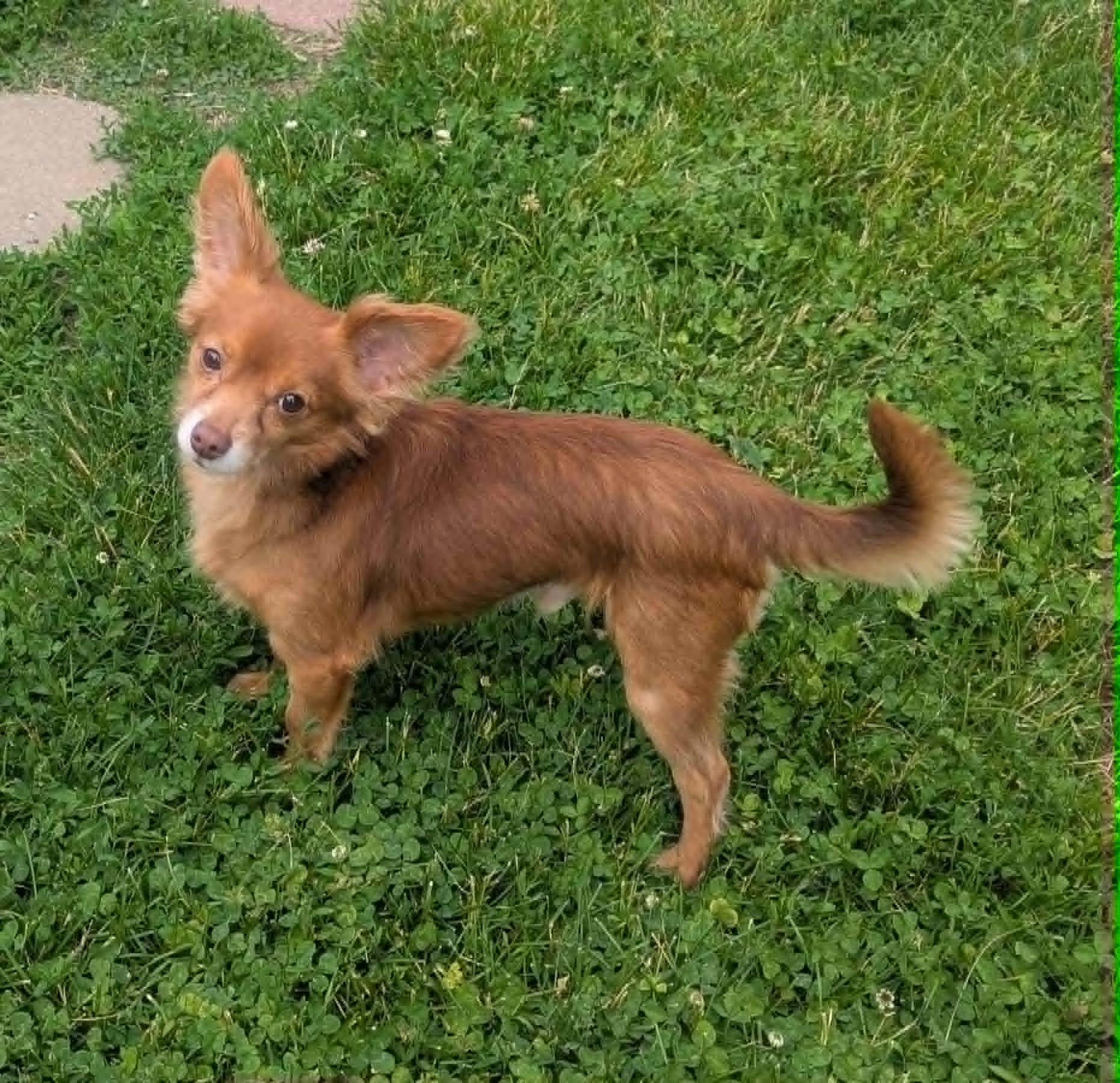 Enlarge Boscoe, a ADOPTABLE mixed breed in Yorkville, IL image 4/5