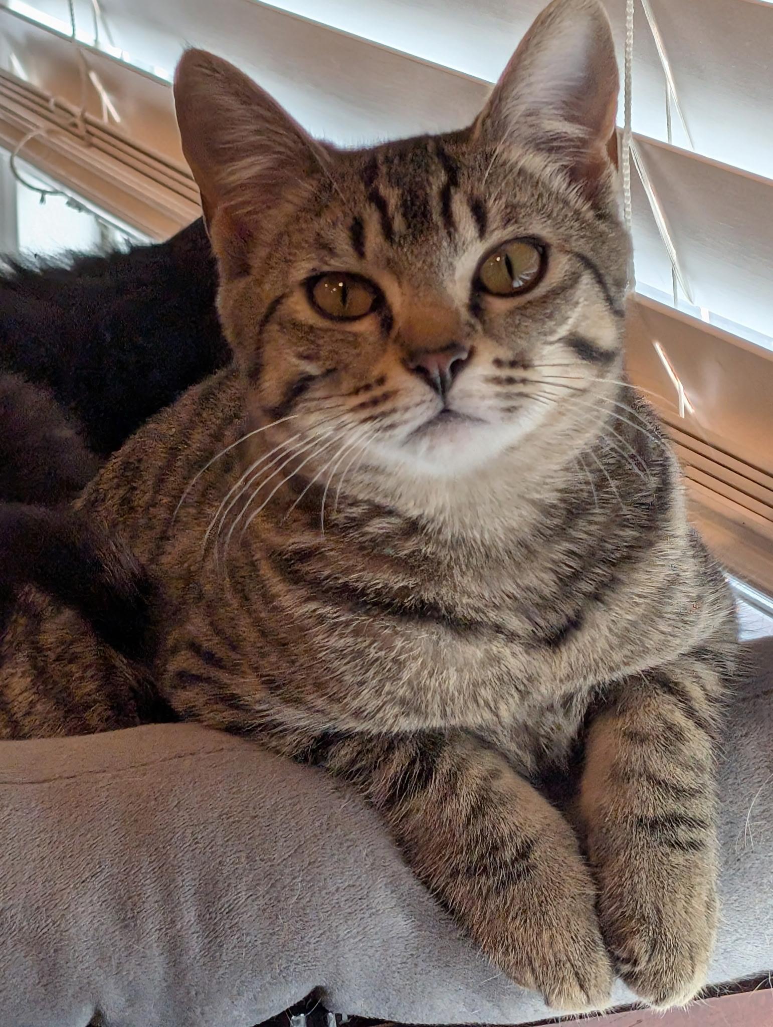 Tabby, an adoptable Domestic Short Hair in Union Gap, WA, 98903 | Photo Image 1