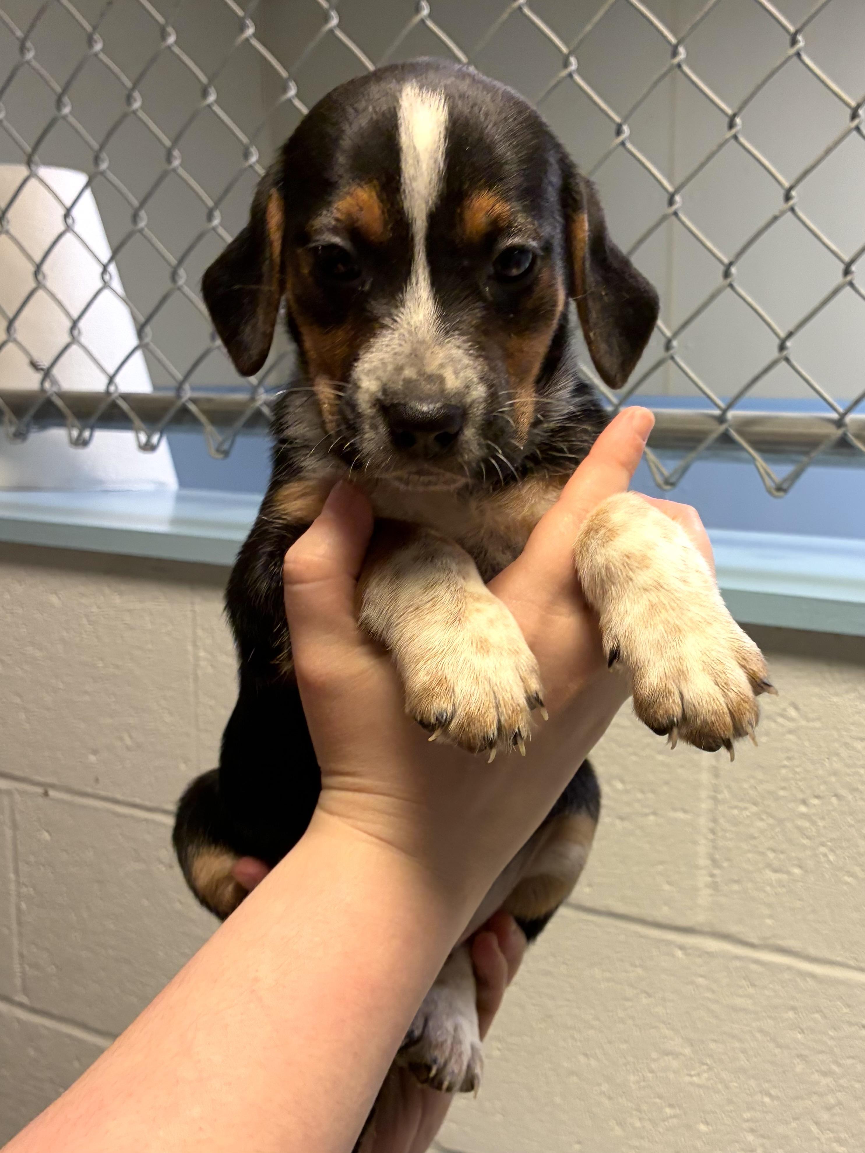 Enlarge Fallon, an adopted mixed breed in Heathsville, VA image 1/2