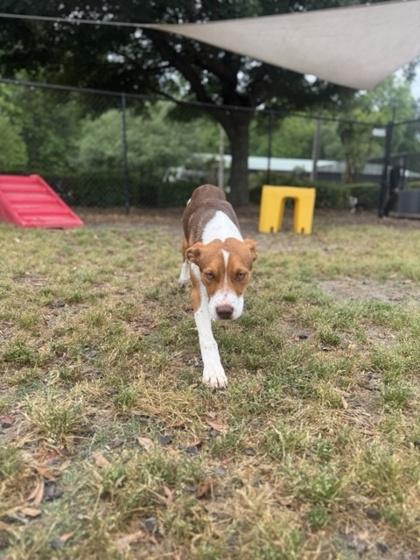Frank, Adoptable, Puppy Male Fox Terrier & Mixed Breed.