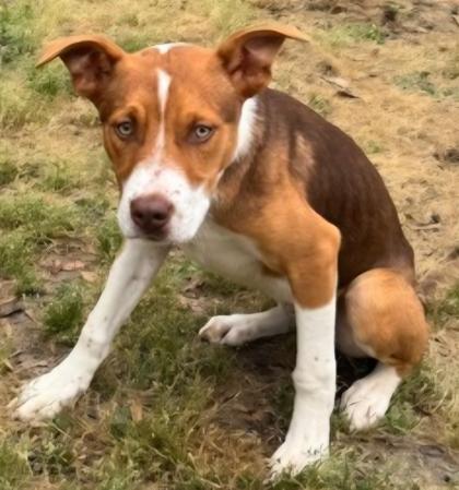 Enlarge Frank, a Adoptable mixed breed in Conway, SC image 2/3
