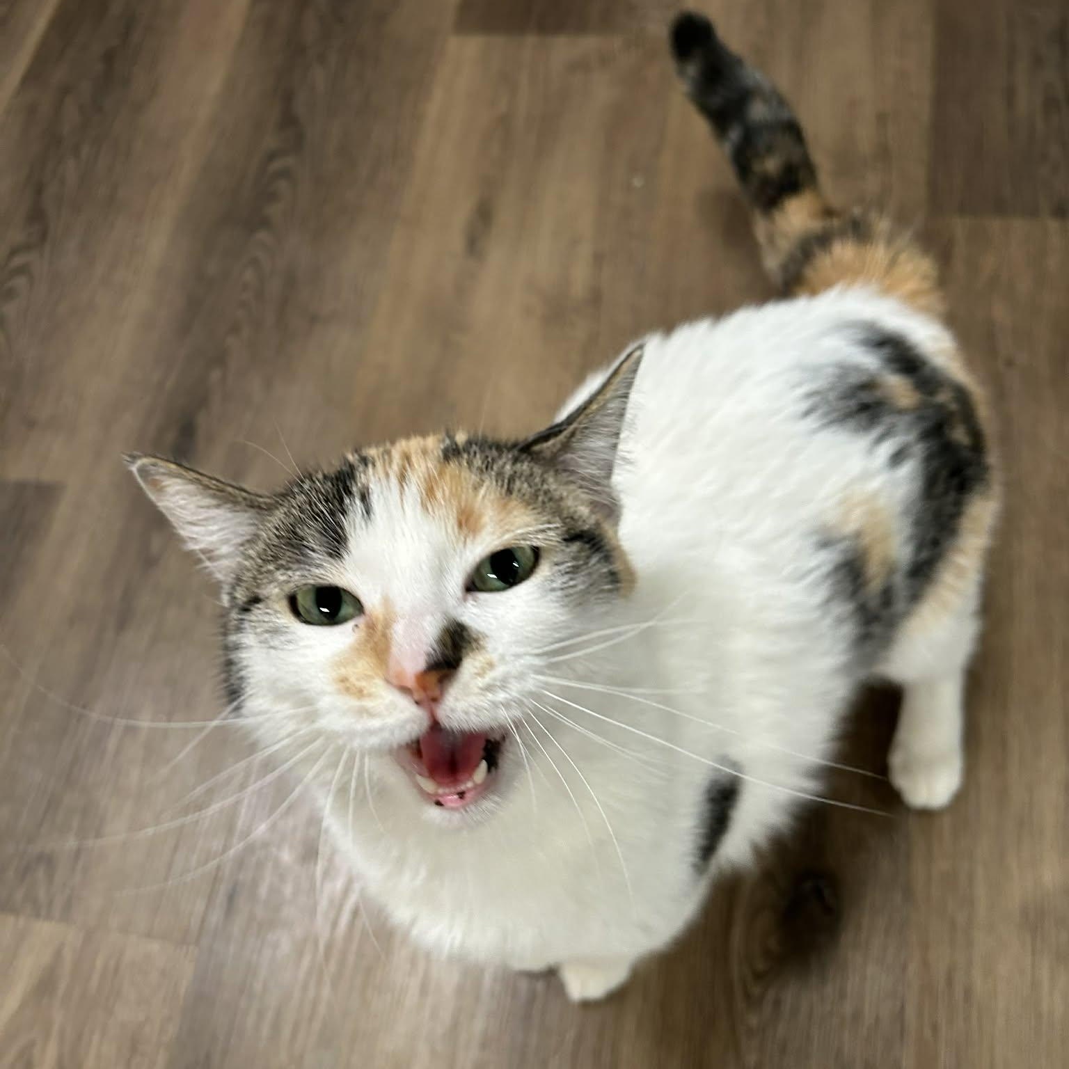 Enlarge Beans, a ADOPTABLE mixed breed in The Colony, TX image 1/1