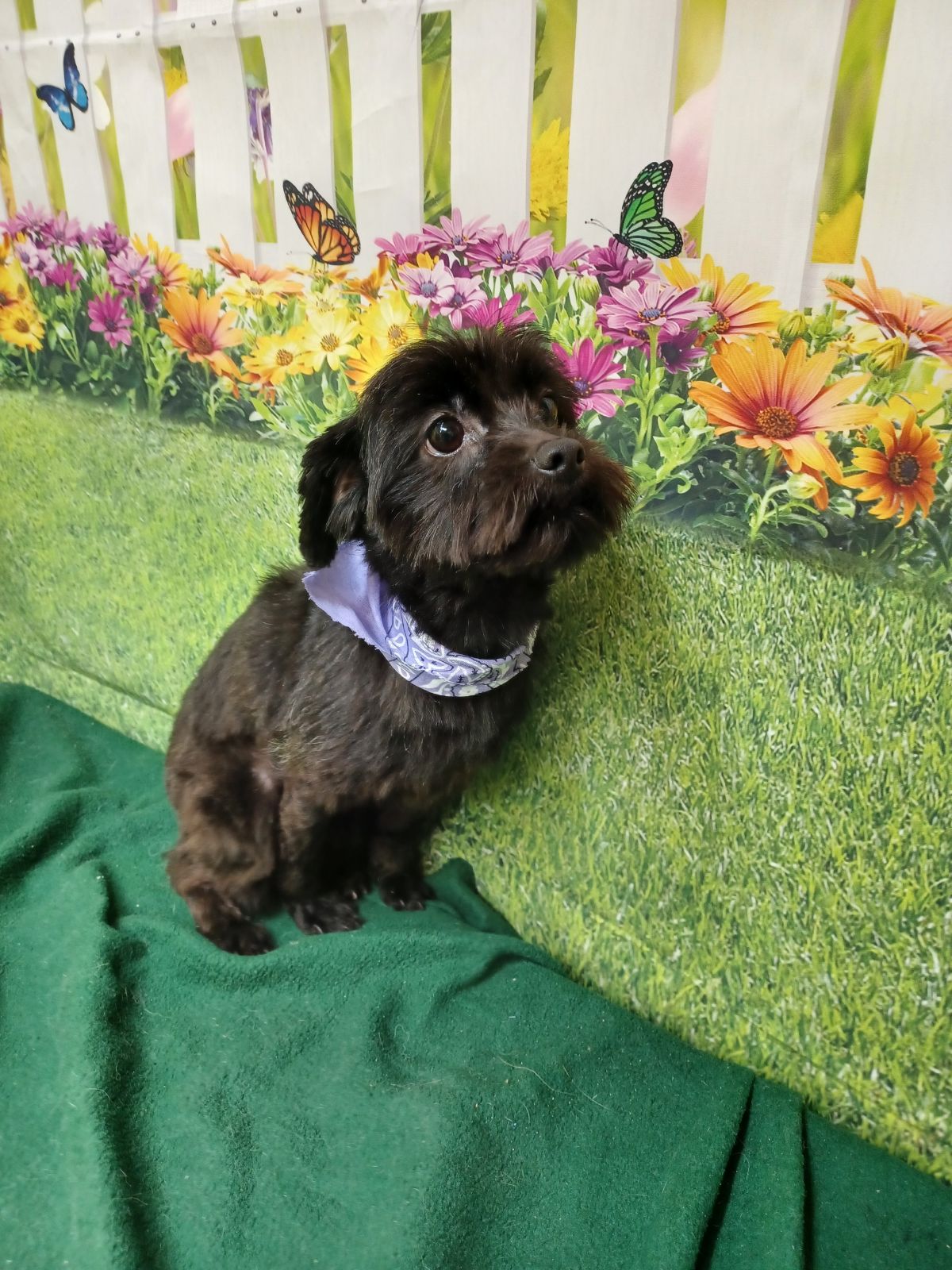 Miami County Humane Society in Terre Haute, IN