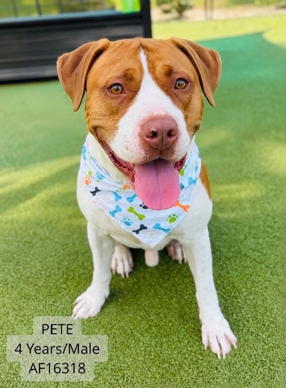 Pete, Adoptable, Adult Male Pit Bull Terrier.