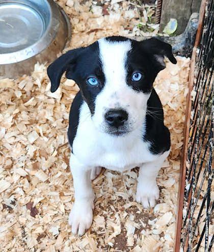 Jack, Adoptable, Puppy Male Siberian Husky & Mixed Breed.