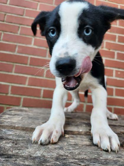 Enlarge Jack, a Adoptable mixed breed in Wilkesboro, NC image 2/3