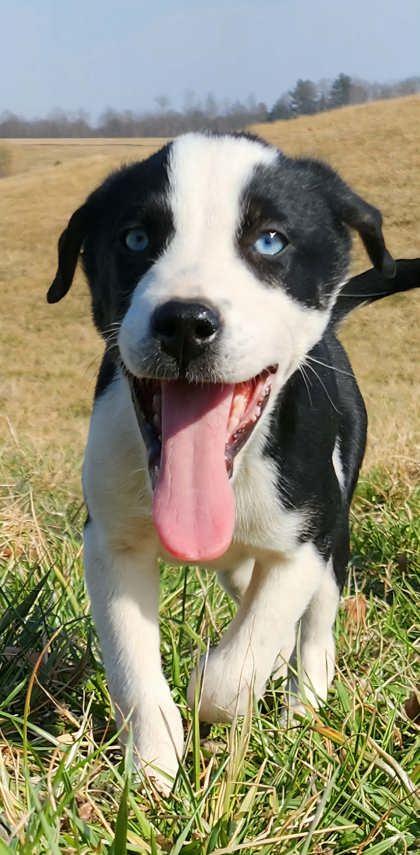 Enlarge Jack, a Adoptable mixed breed in Wilkesboro, NC image 3/3