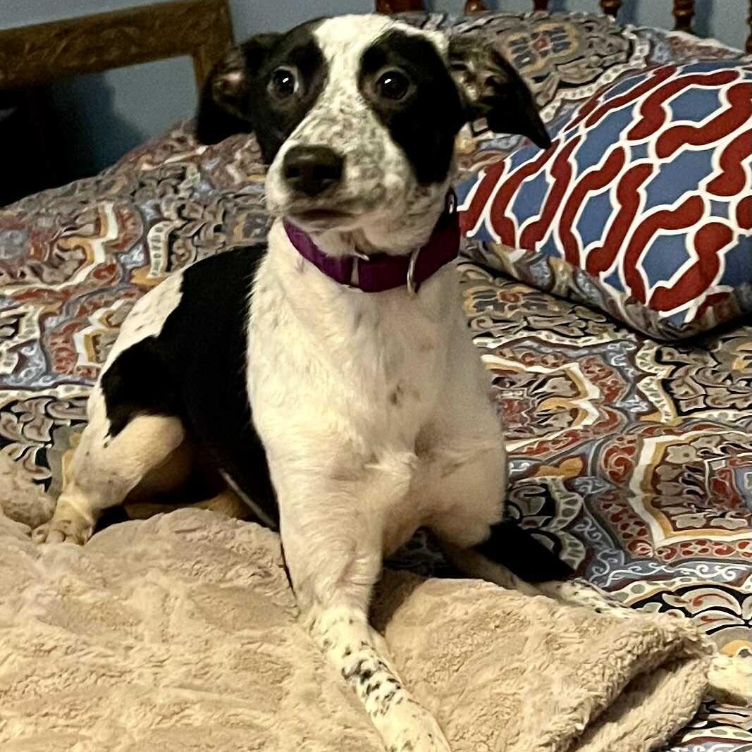 Checkers thumbnail 3