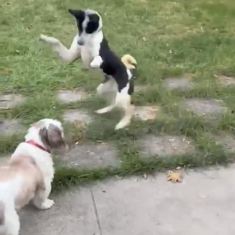 Checkers thumbnail 2