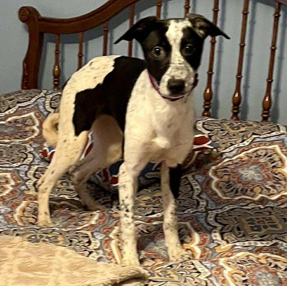 Checkers thumbnail 5