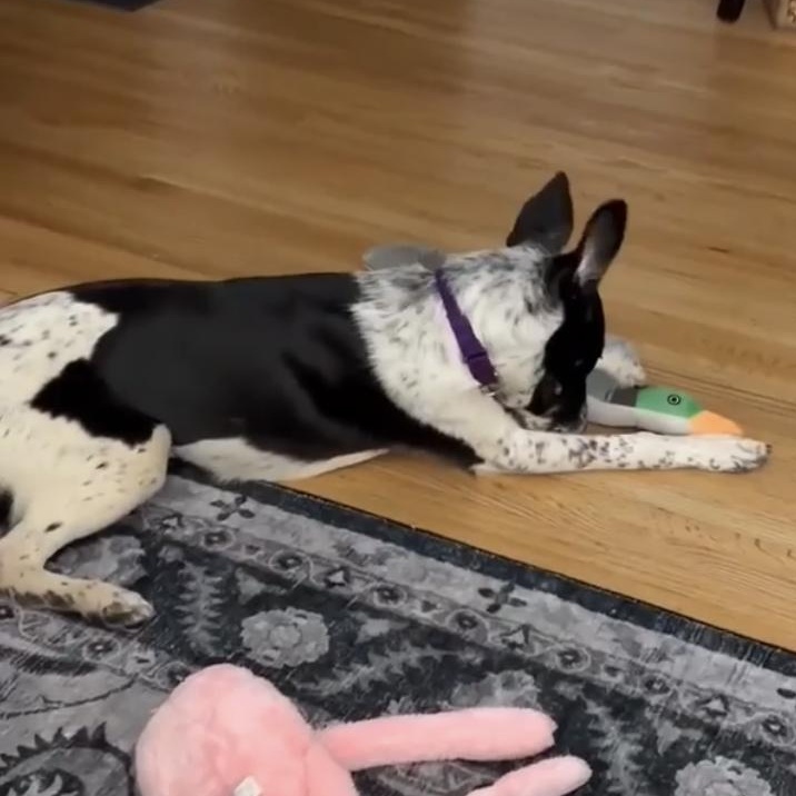 Checkers thumbnail 4