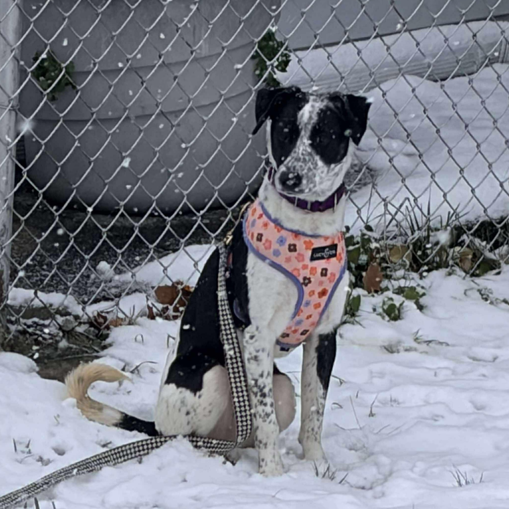 Checkers thumbnail 5