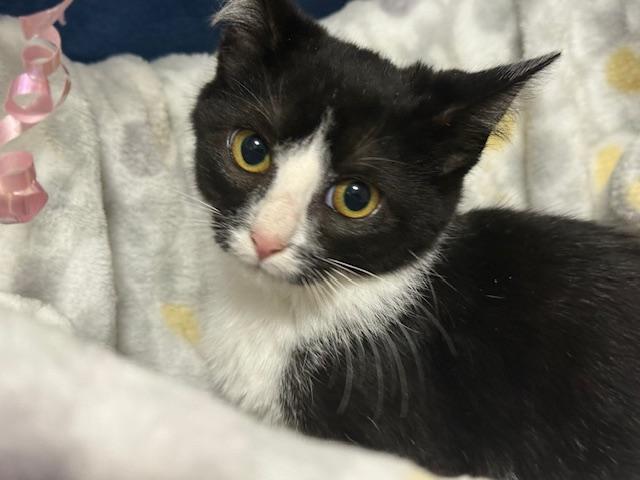 Scribble (bonded with Nibble)