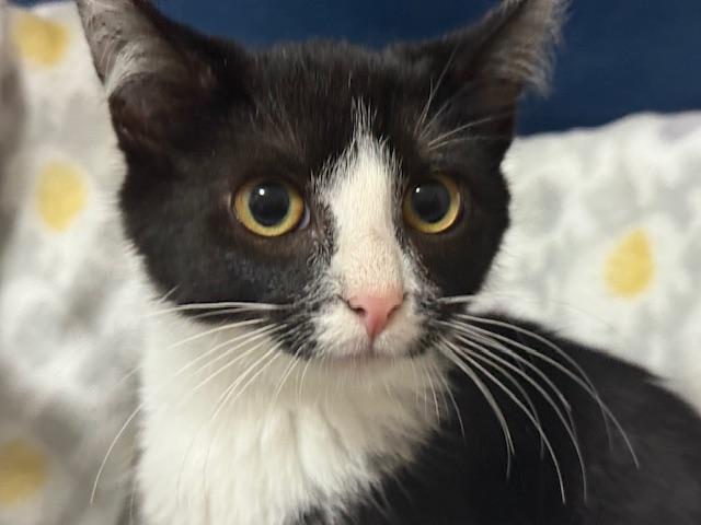 Scribble (bonded with Nibble)