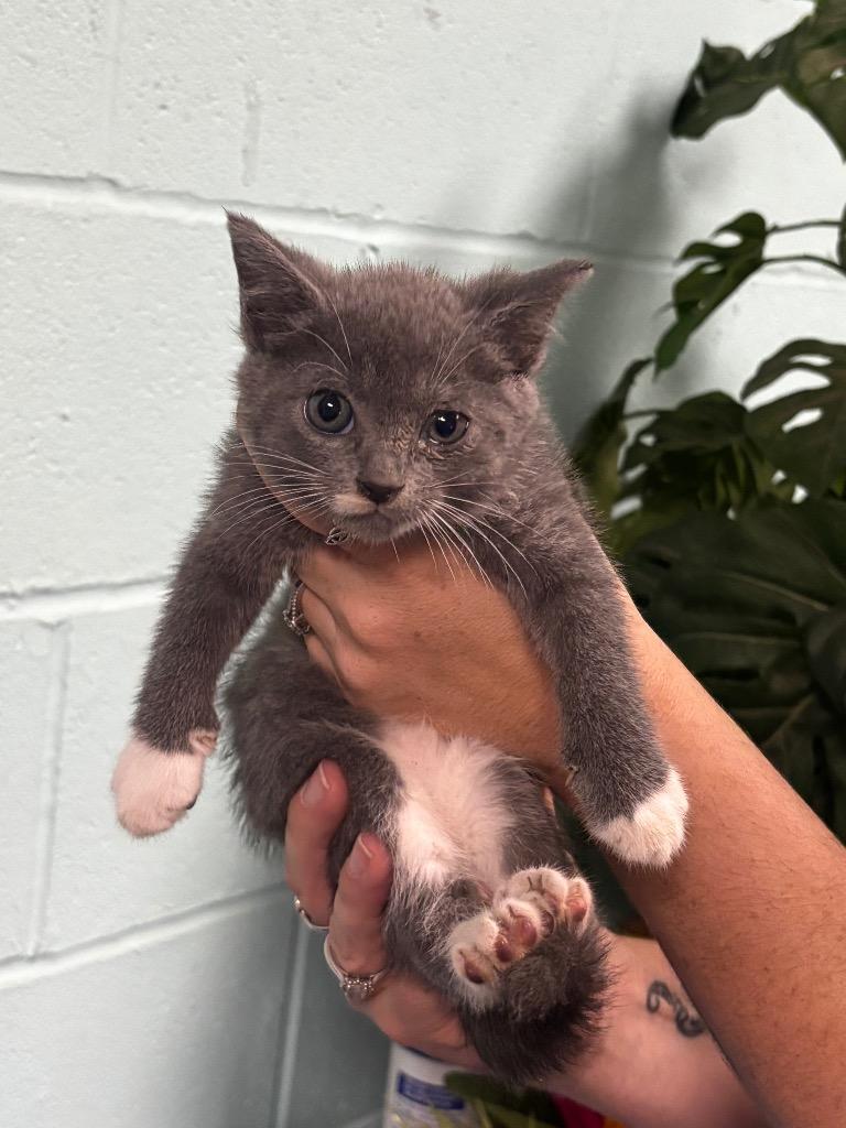 Enlarge Primrose, a Adoptable mixed breed in Rockport, TX image 1/1