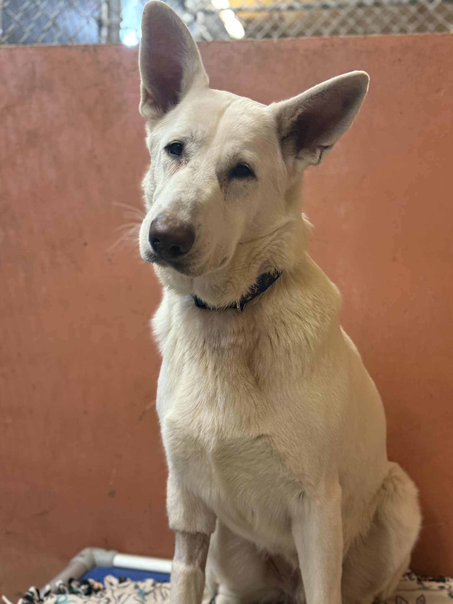 Jordan, ADOPTABLE, Young Male German Shepherd Dog.