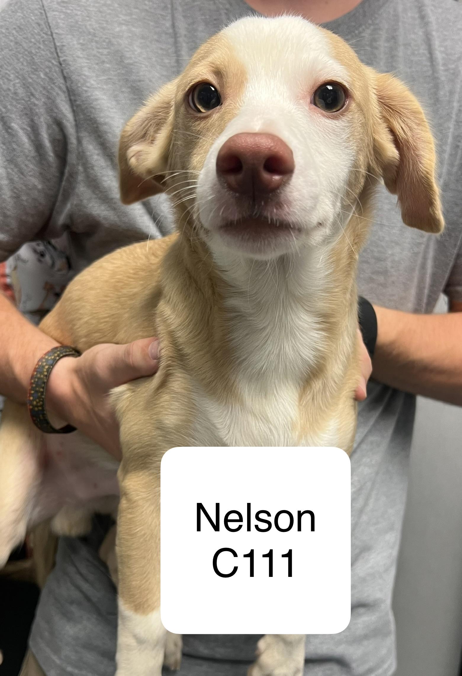 Nelson C111, Adoptable, Adult Male Terrier & Corgi.
