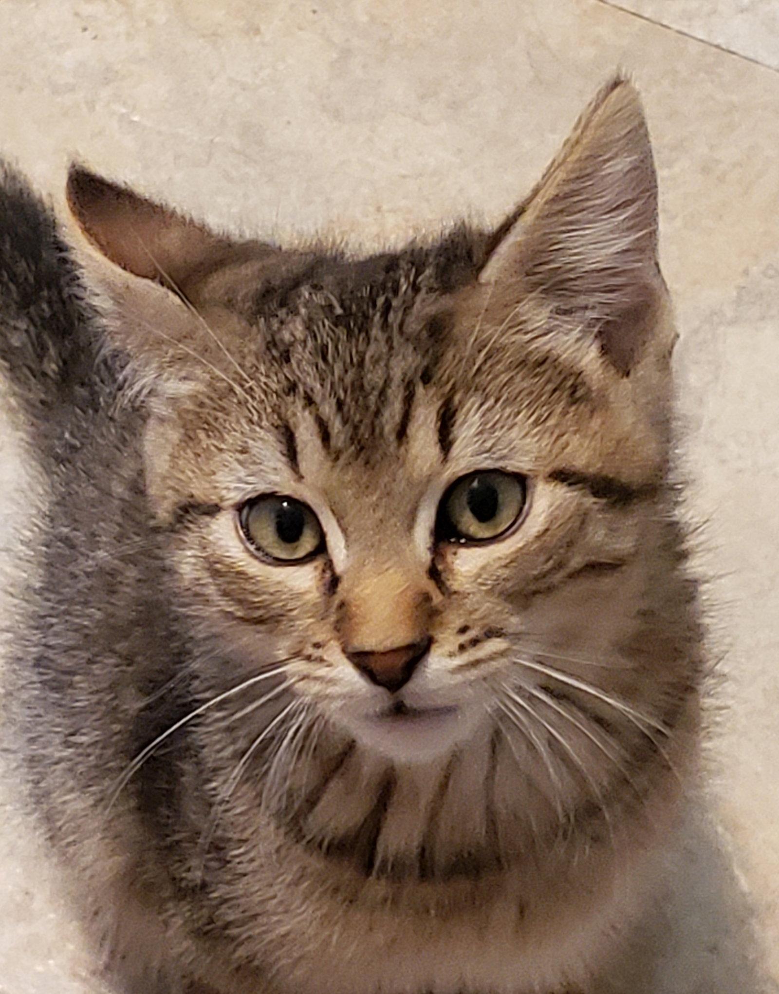 Johnnie, Adopted, Kitten Male Domestic Short Hair.