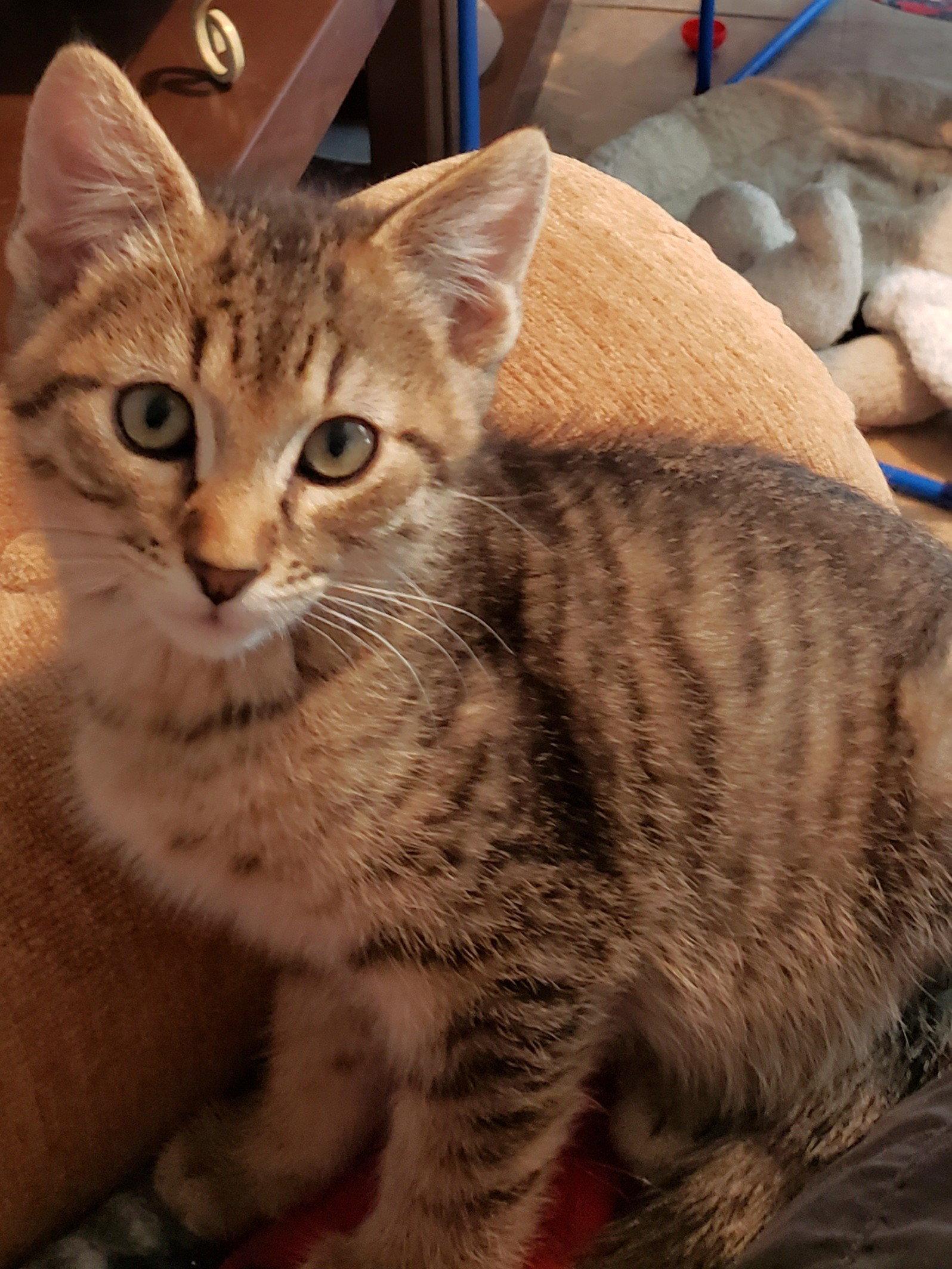 Enlarge Johnnie, a Adopted Domestic Short Hair in Shawnee, KS image 2/3