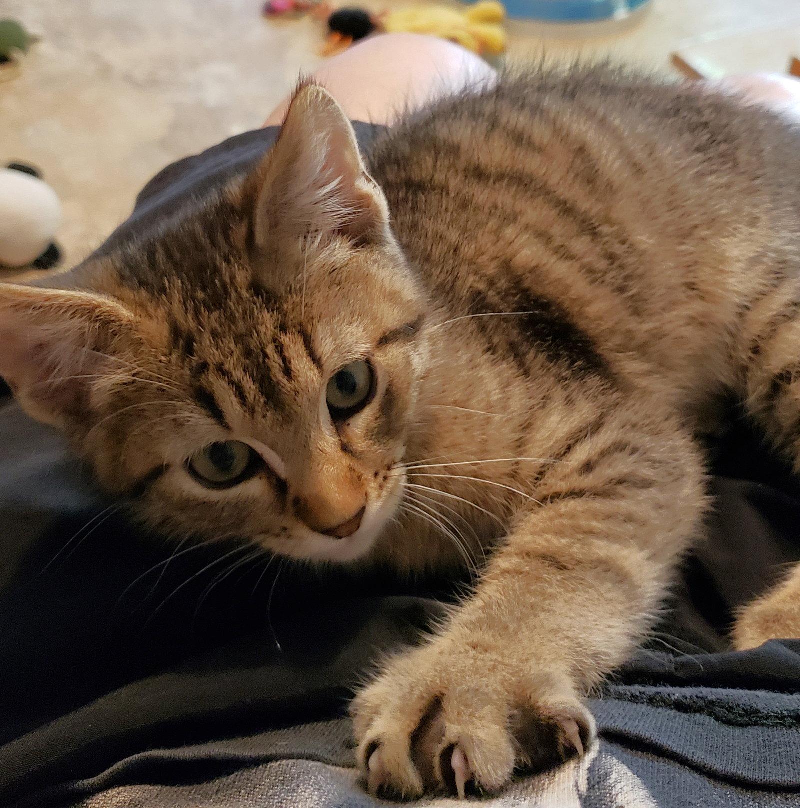 Enlarge Johnnie, a Adopted Domestic Short Hair in Shawnee, KS image 3/3