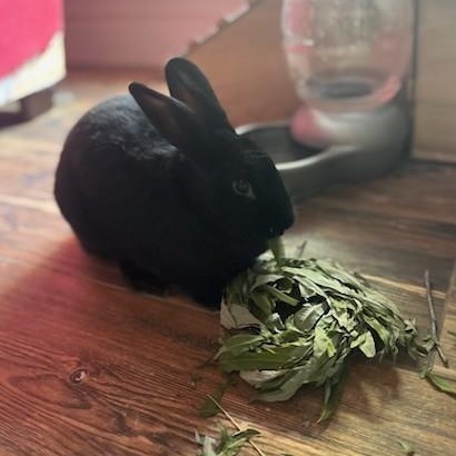 Enlarge Yoshi, a Adoptable American in Salt Lake City, UT image 2/6