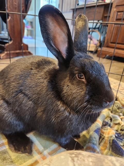 Enlarge Yoshi, a Adoptable American in Salt Lake City, UT image 4/6