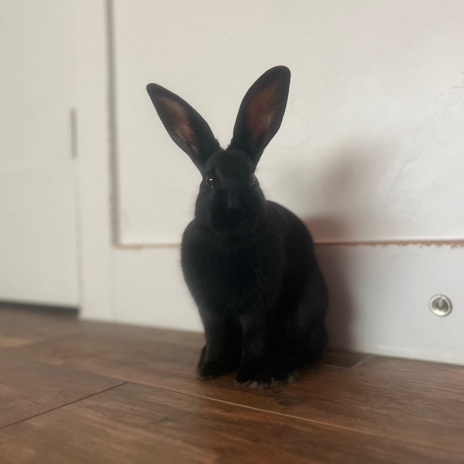 Enlarge Yoshi, a Adoptable American in Salt Lake City, UT image 5/6