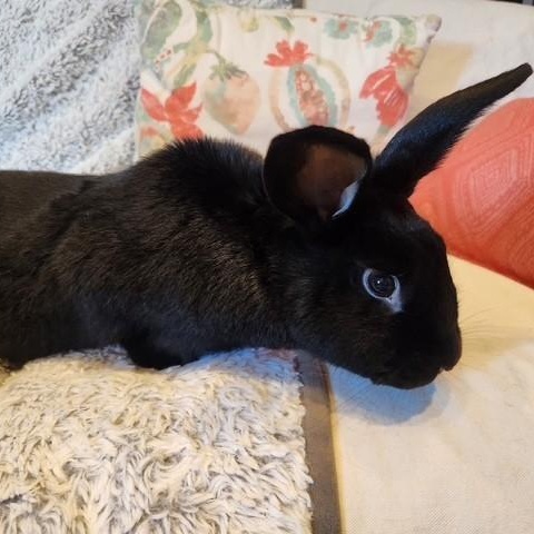 Enlarge Yoshi, a Adoptable American in Salt Lake City, UT image 5/6