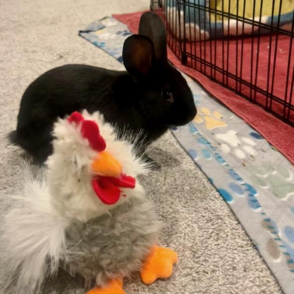 Enlarge Yoshi, a Adoptable American in Salt Lake City, UT image 6/6