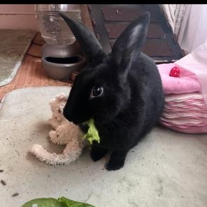 Enlarge Yoshi, a Adoptable American in Salt Lake City, UT image 1/6