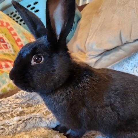 Enlarge Yoshi, a Adoptable American in Salt Lake City, UT image 1/6