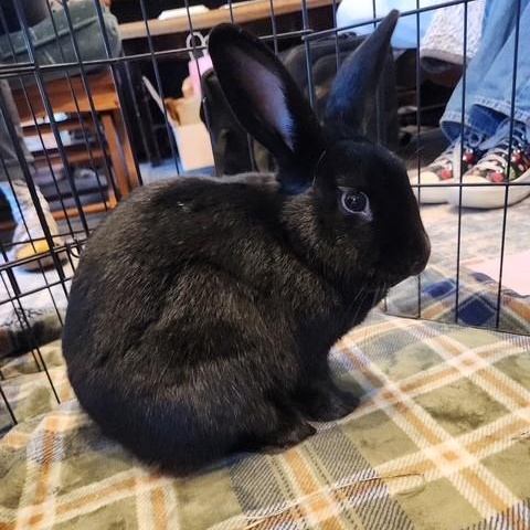 Enlarge Yoshi, a Adoptable American in Salt Lake City, UT image 6/6