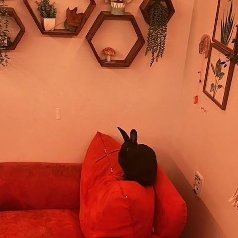 Enlarge Yoshi, a Adoptable American in Salt Lake City, UT image 3/6