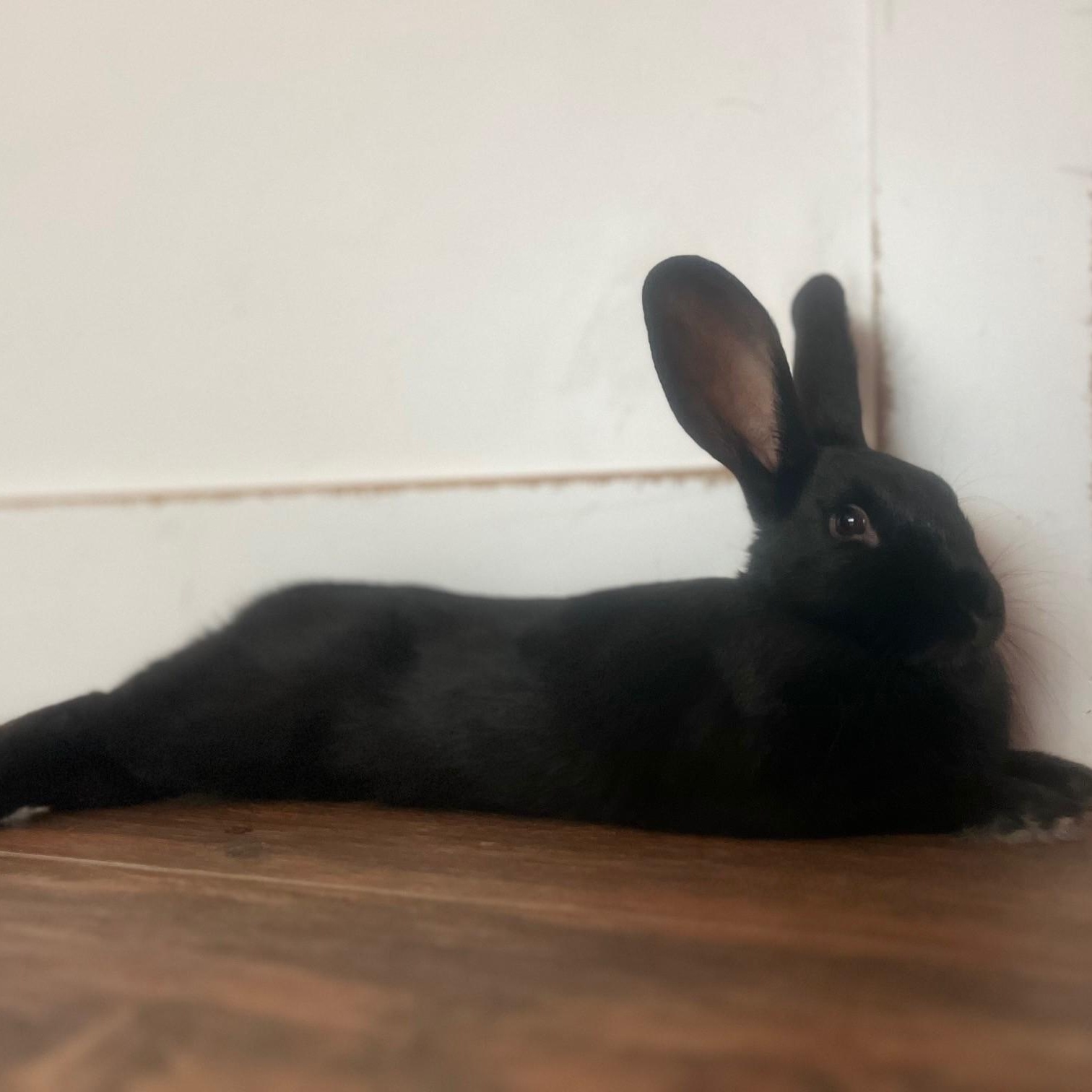 Enlarge Yoshi, a Adoptable American in Salt Lake City, UT image 4/6