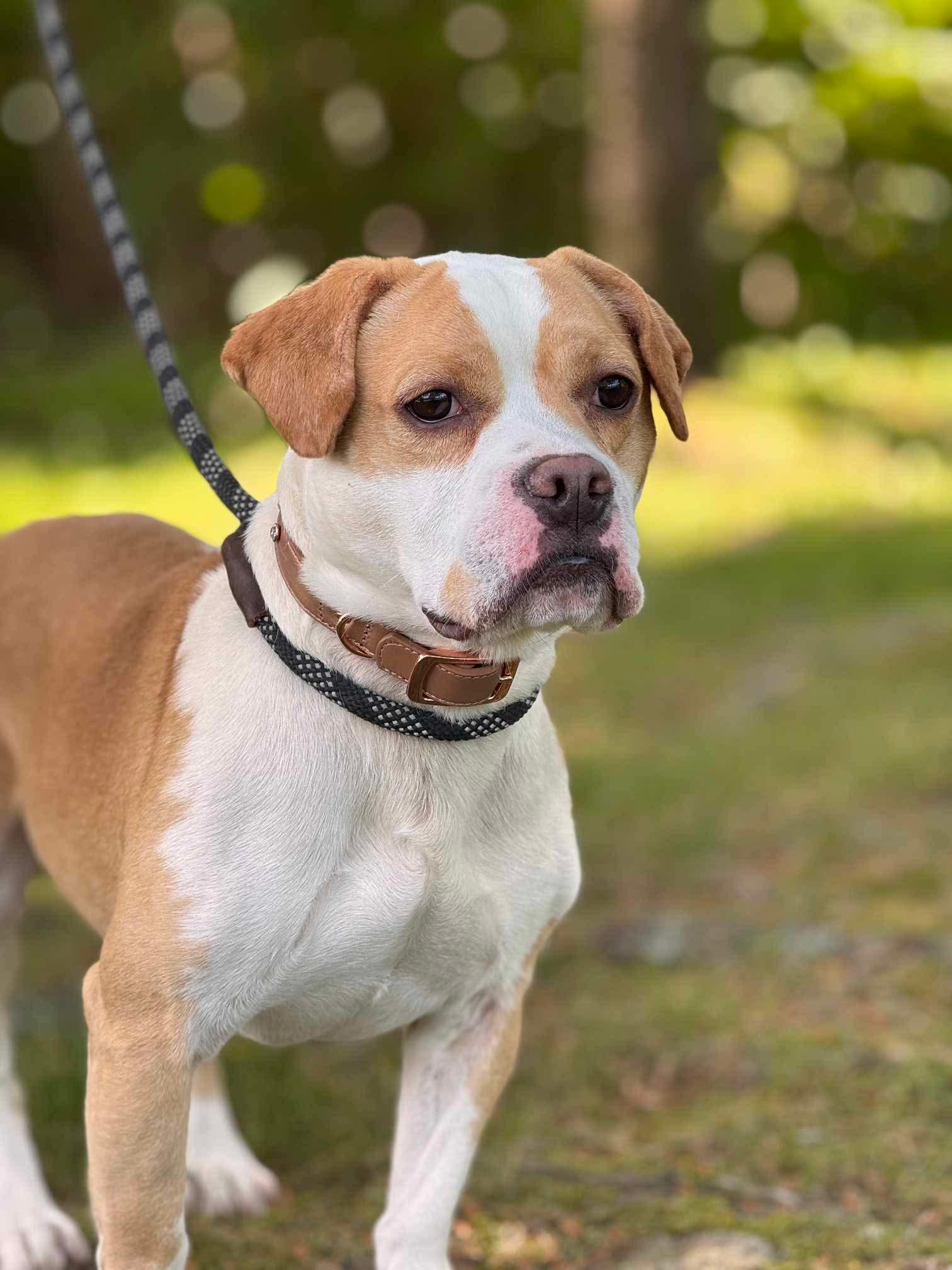 Enlarge Silo (Foster or Adopter Needed!), a Adoptable mixed breed in Westwood, NJ image 4/7