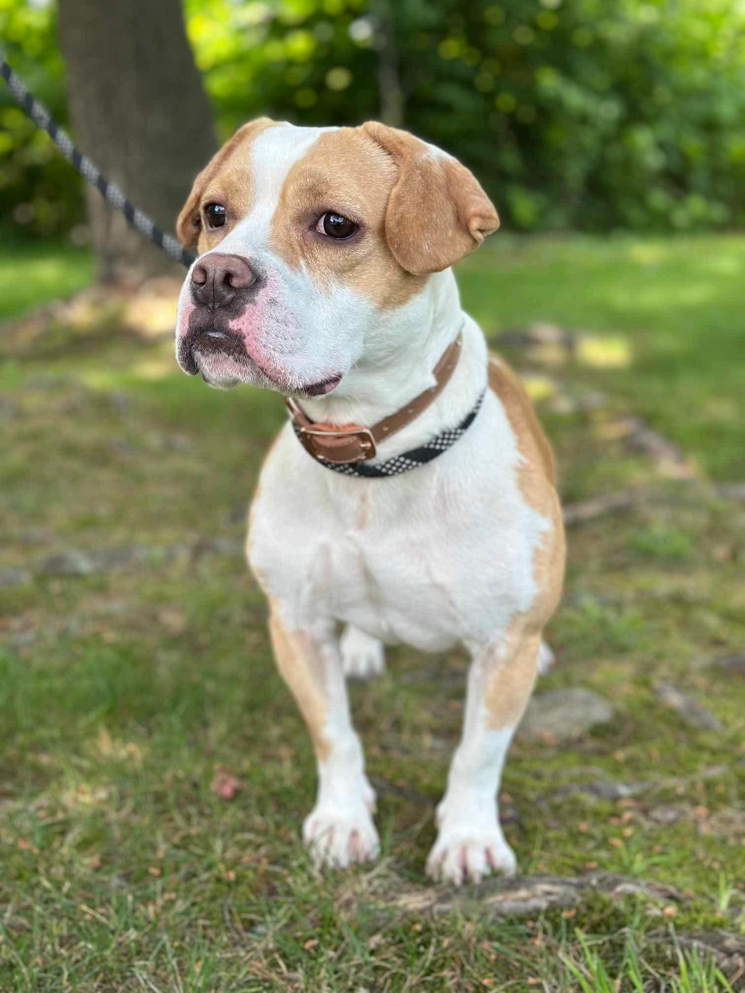 Enlarge Silo (Foster or Adopter Needed!), a Adoptable mixed breed in Westwood, NJ image 3/7